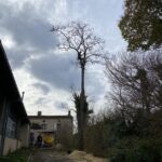 Entretien et élagage d’arbres à Montgaillard