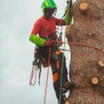 Élagueur grimpeur en intervention sur un grand arbre en Haute-Garonne