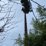 Travaux d’élagage d’arbre à Vernajoul