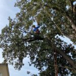 Élagueur grimpeur intervenant à Varilhes