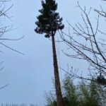 Élagage arbre très haut