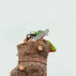 Élagage d'un arbre avec tronçonneuse à Toulouse