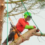 Élagueur cordiste Sud-Ouest