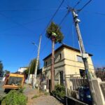 Élagage d’un arbre de grande hauteur à Pamiers