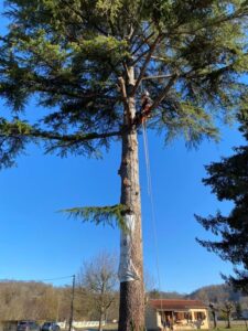 Travaux d’élagage à Toulouse