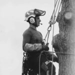 Élagueur grimpeur intervenant dans le Lauragais