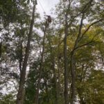 Travaux d’élagage à Villefranche-de-Lauragais