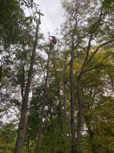 Travaux d’élagage à Villefranche-de-Lauragais