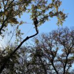 Intervention d’élagage à Ayguesvives