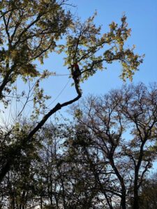 Intervention d’élagage à Ayguesvives