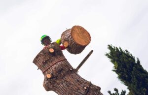 Élagage d'un arbre avec tronçonneuse en Haute-Garonne