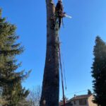 Taille d’entretien d’un arbre à Saint-Orens de Gameville