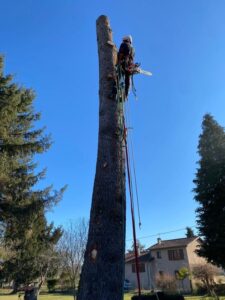 Taille d’entretien d’un arbre à Saint-Orens de Gameville