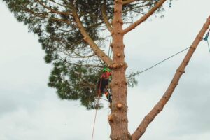Élagueur cordiste en Ariège
