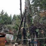Abattage sécurisé d’un arbre à Nailloux