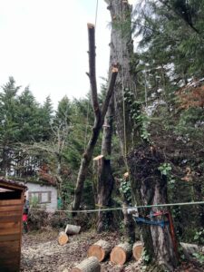 Abattage sécurisé d’un arbre à Nailloux