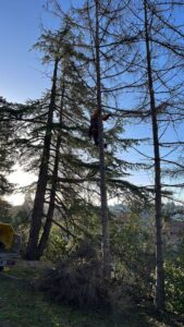 Élagueur professionnel en intervention à Castanet-Tolosan