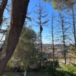 Entretien d’arbres et haies dans le Lauragais