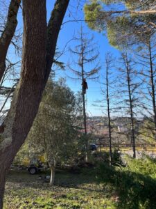 Entretien d’arbres et haies dans le Lauragais