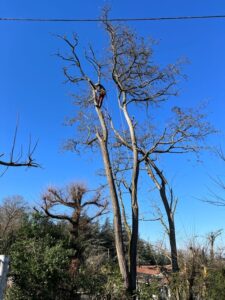 Élagage d’un arbre à Foix en Ariège