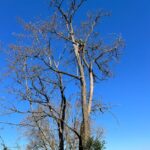 Abattage d’arbre dangereux à Pompertuzat