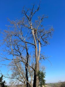 Abattage d’arbre dangereux à Pompertuzat