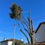 Abattage d’un arbre dangereux à Foix