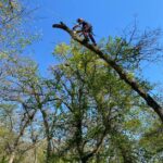 Élagage accès difficile