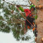 Élagueur grimpeur Sud-Ouest